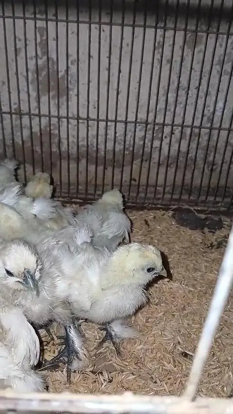 White silky light brahma Black brahma light Sussex chicks available — photo 4