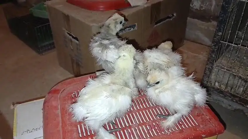 White silky light brahma Black brahma light Sussex chicks available — photo 5