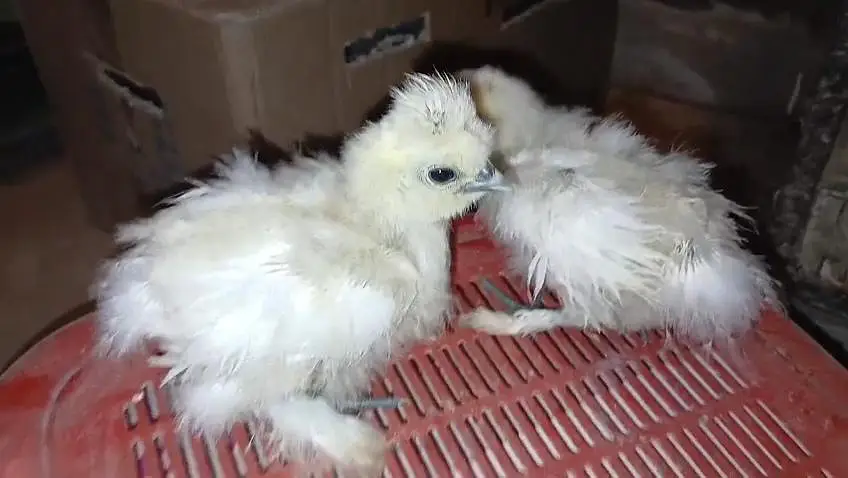 White silky light brahma Black brahma light Sussex chicks available — photo 6