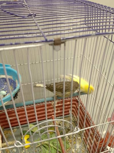 canary pair