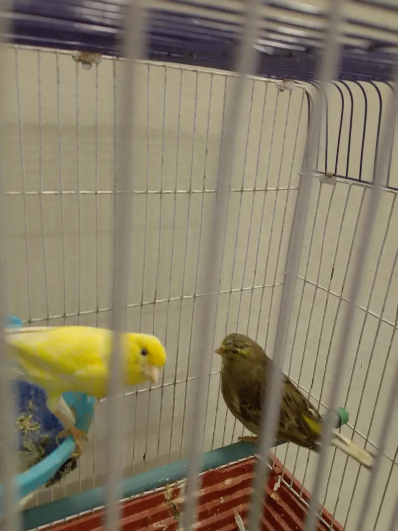 canary pair — photo 2