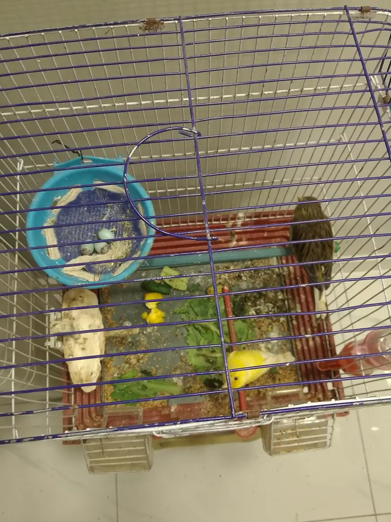 canary pair — photo 3