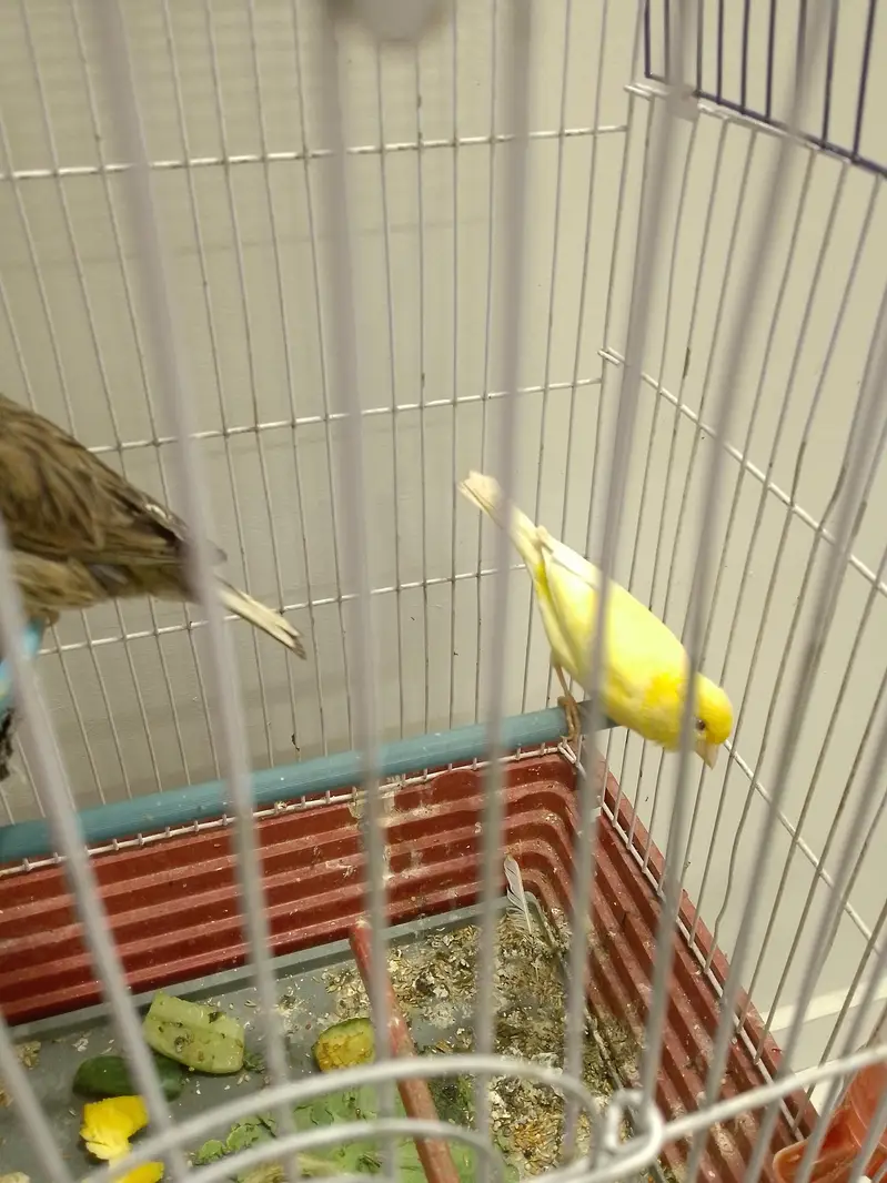 canary pair — photo 4
