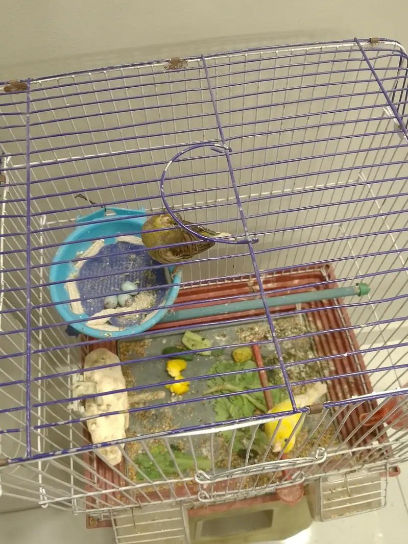 canary pair — photo 5