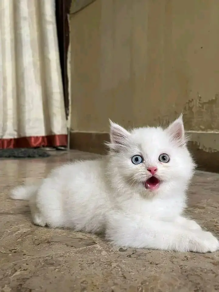 Quality Persian Kittens 3 Coated \/\/atsp 03 | 40 | 482 | 6941:-$ :-$ — photo 2