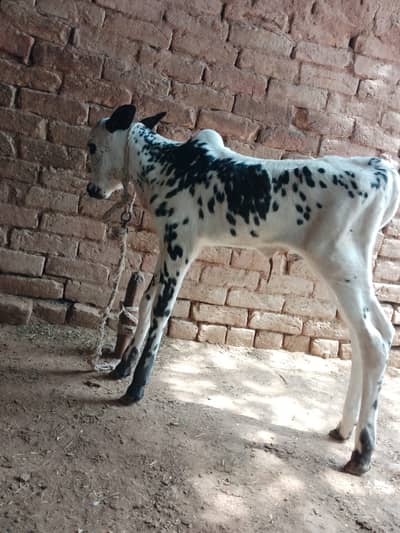 Fathjangi Bull