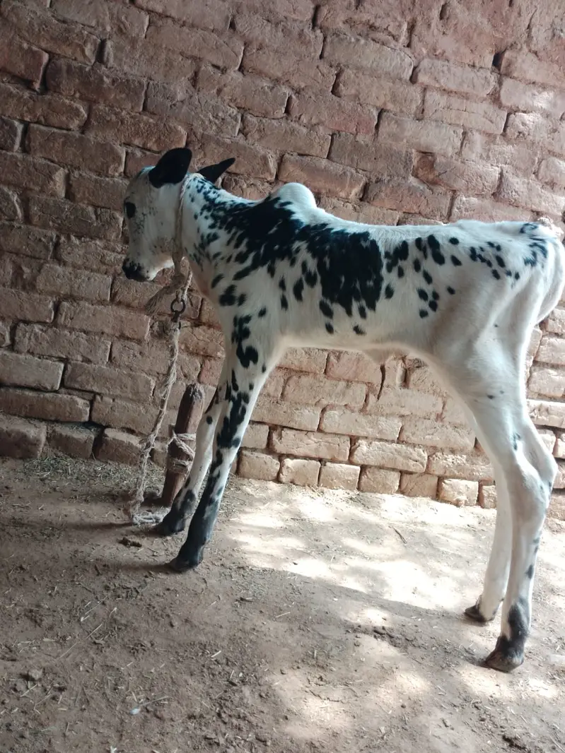 Fathjangi Bull