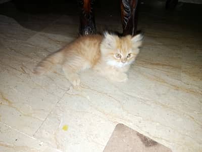 Persian kitten for sale