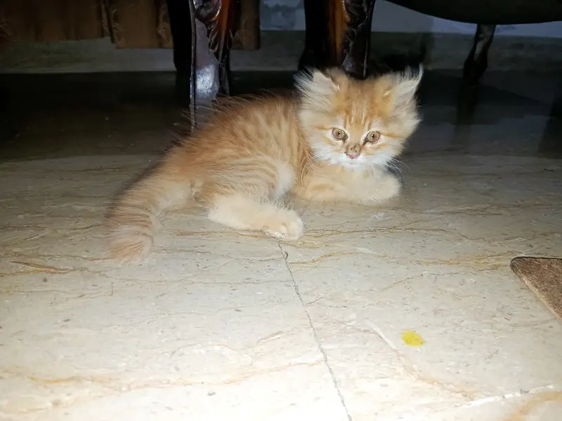 Persian kitten for sale — photo 2