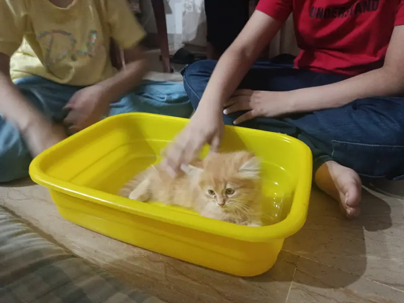 Persian kitten for sale — photo 3