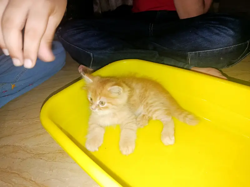 Persian kitten for sale — photo 4