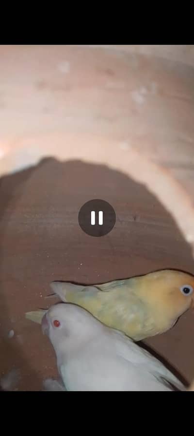 achi breeding