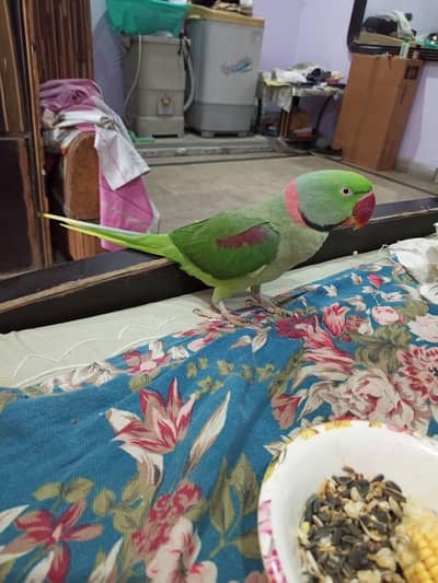 raw parrot male