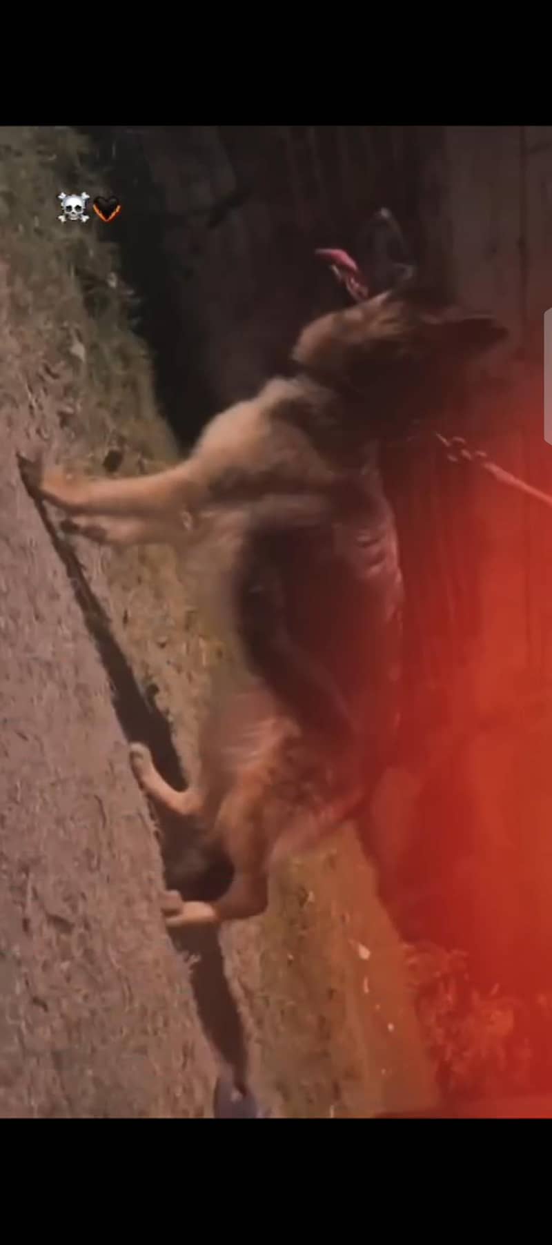 German Shepherd 2