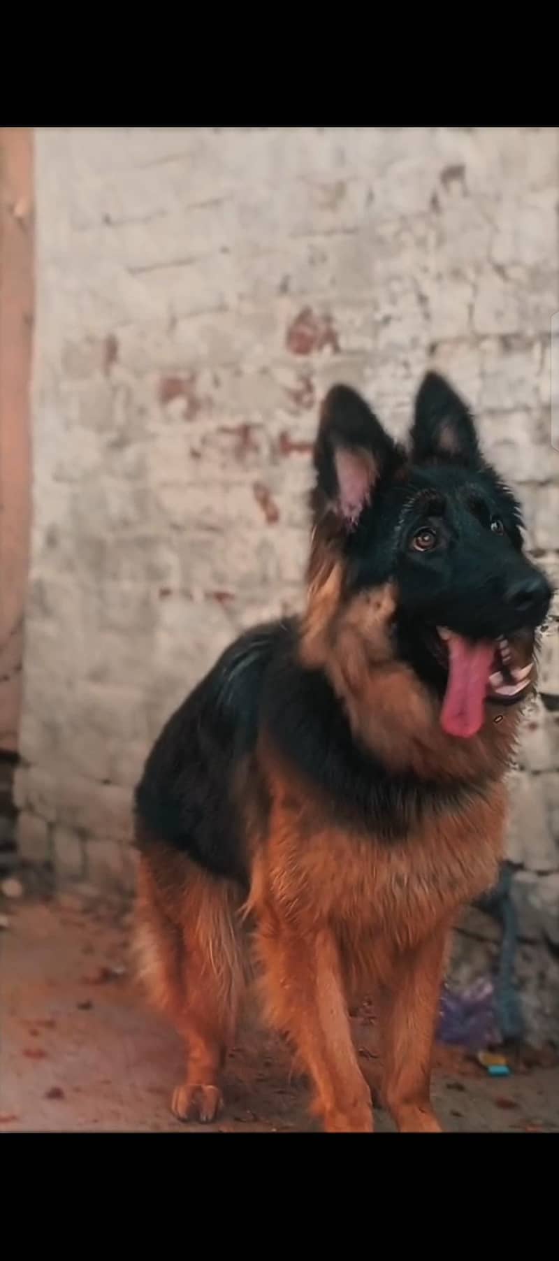 German Shepherd 1