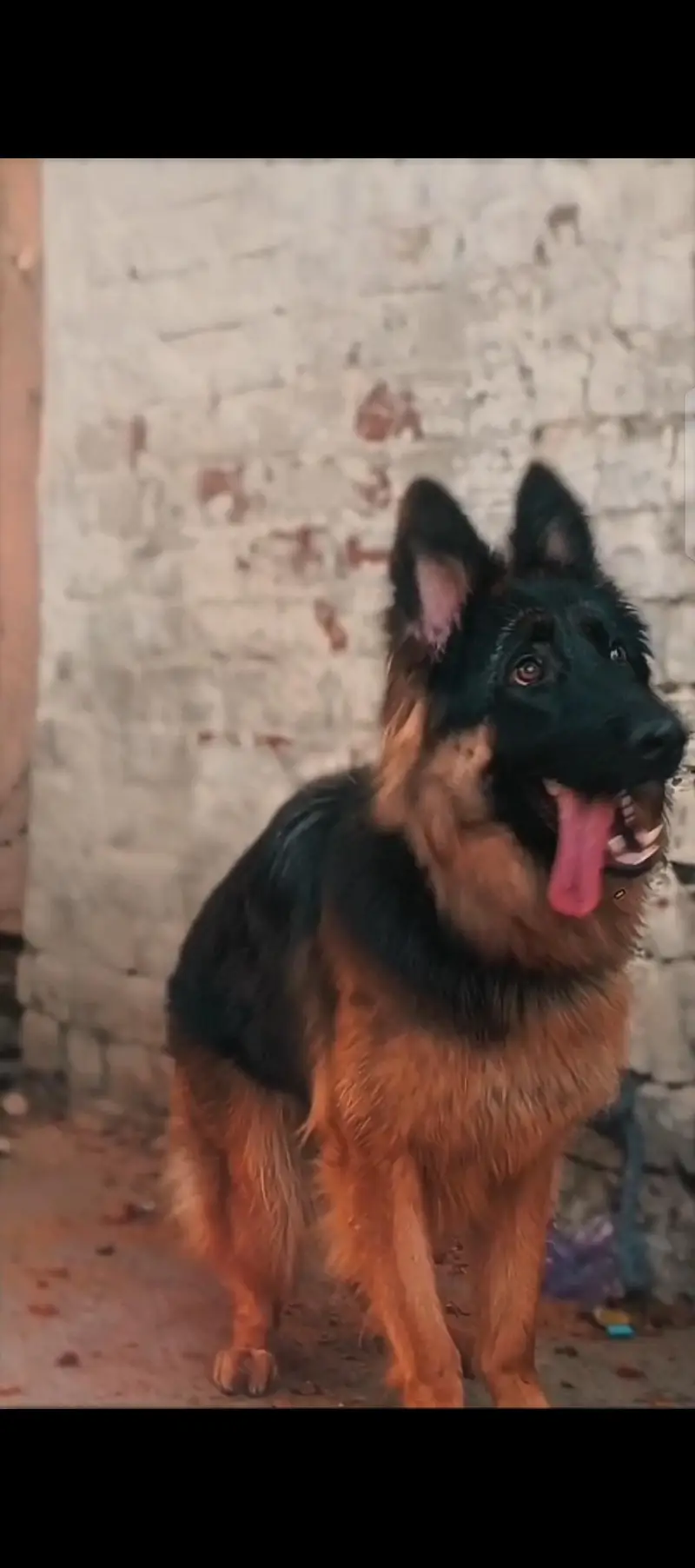 German Shepherd — photo 2