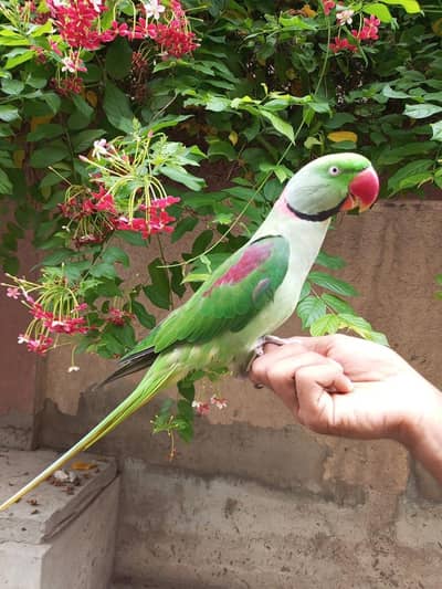raw parrot male
