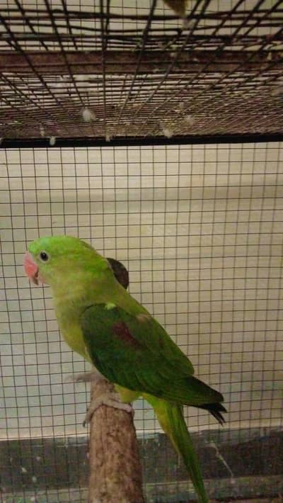 raw young patha full size for sale location bahawalpur