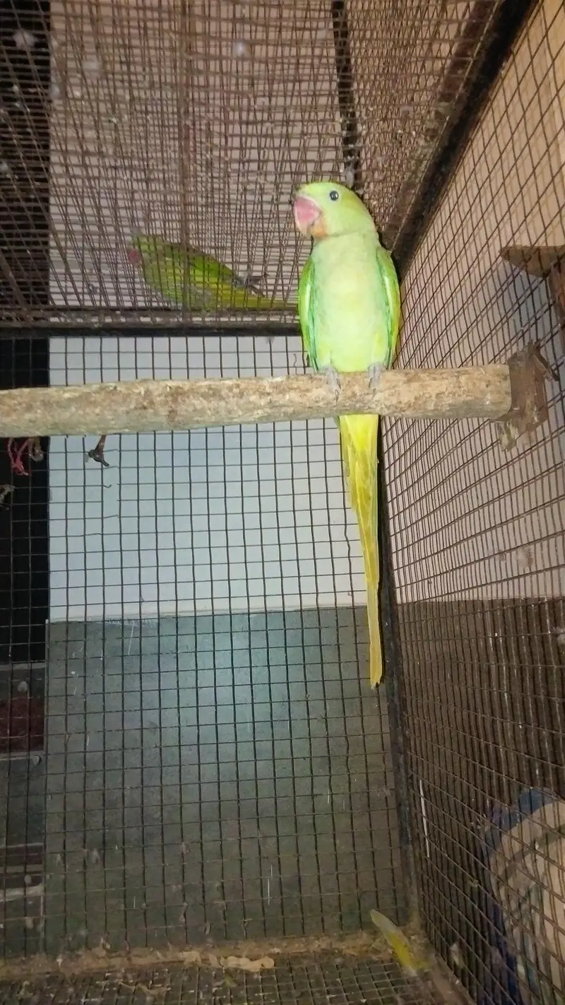 raw young patha full size for sale location bahawalpur — photo 2