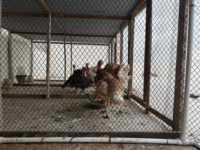 Turkey babies 3