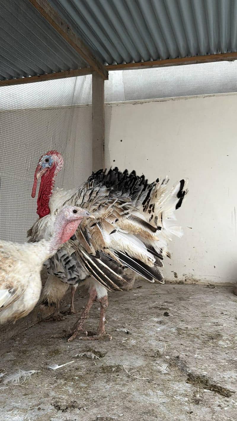 Turkey babies 4