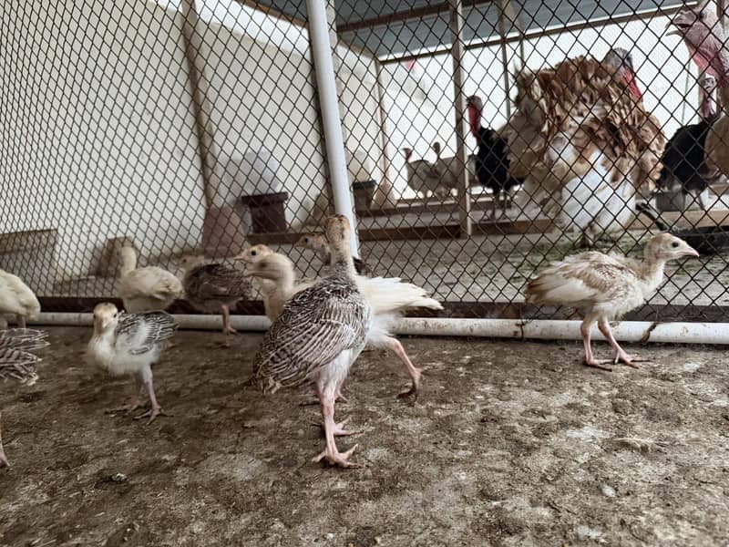 Turkey babies 5