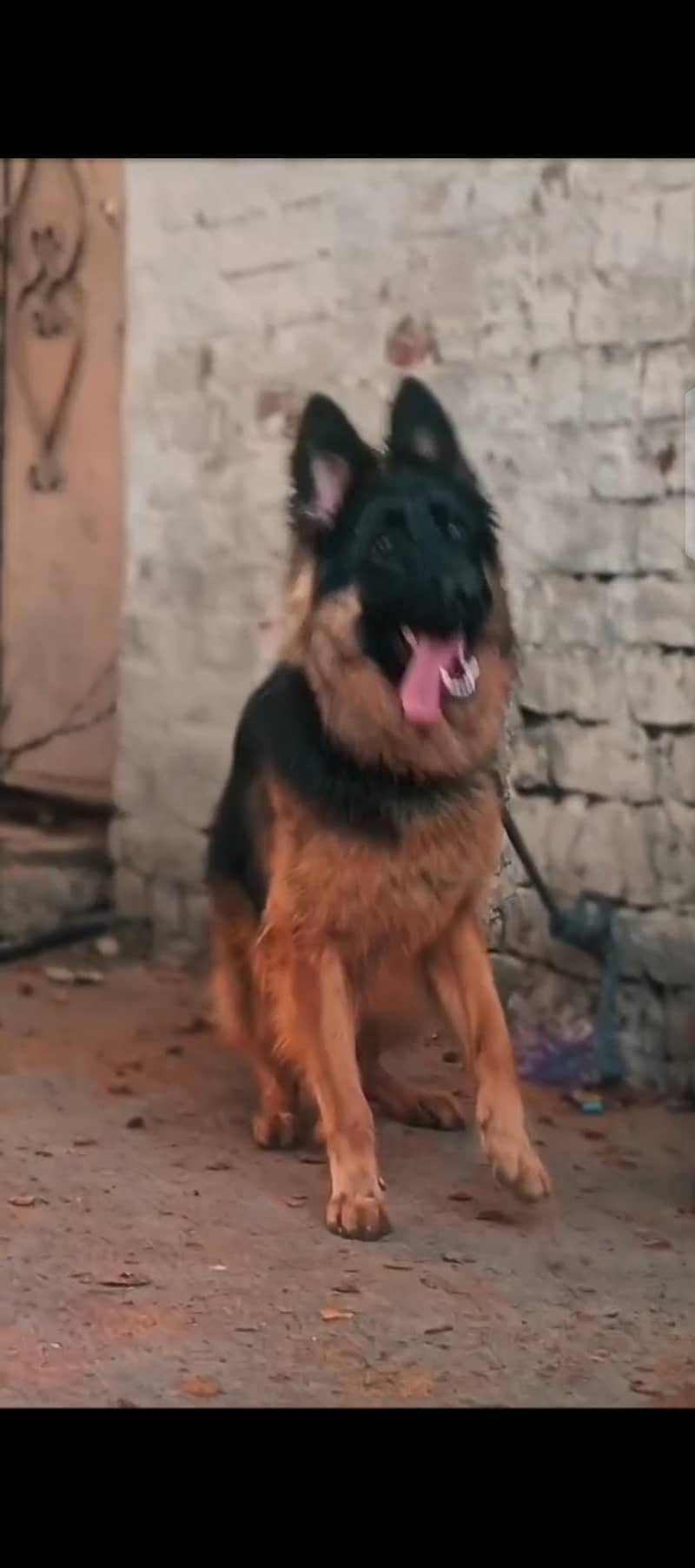 German Shepherd 4