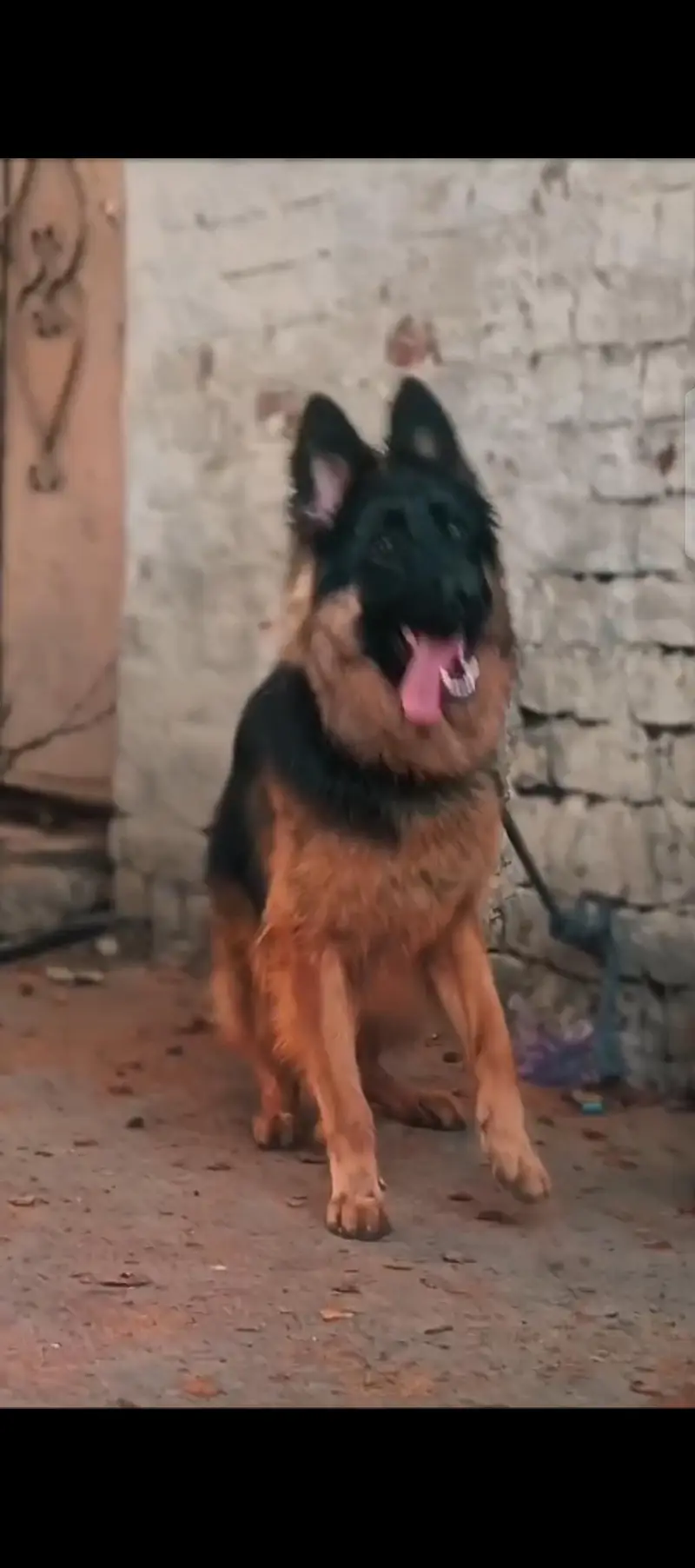 German Shepherd — photo 5