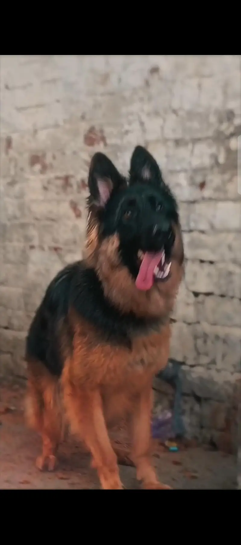 German Shepherd — photo 6