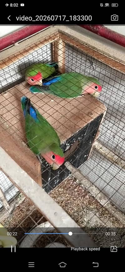 parrot 