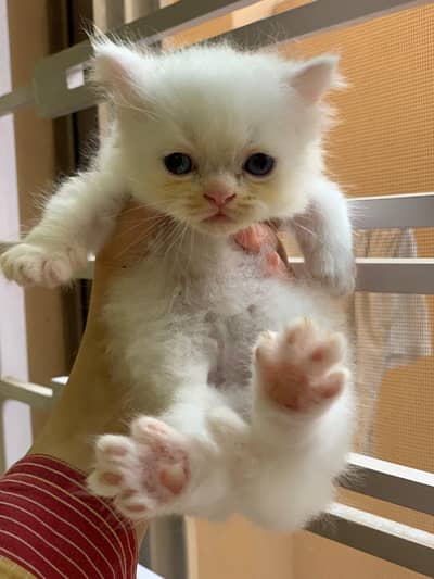Pair of kittens triple coated