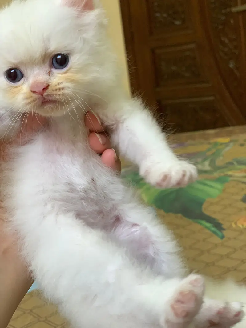 Pair of kittens triple coated — photo 2