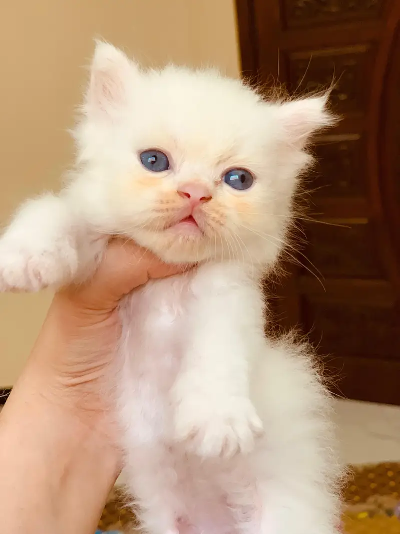 Pair of kittens triple coated — photo 3