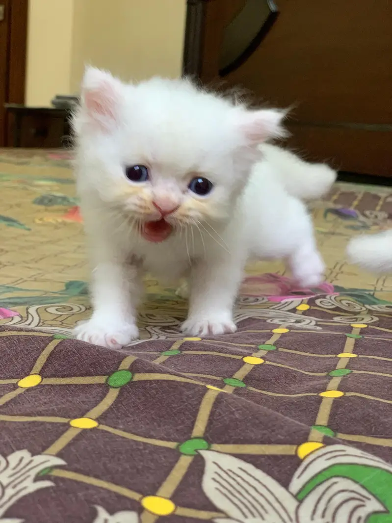 Pair of kittens triple coated — photo 4