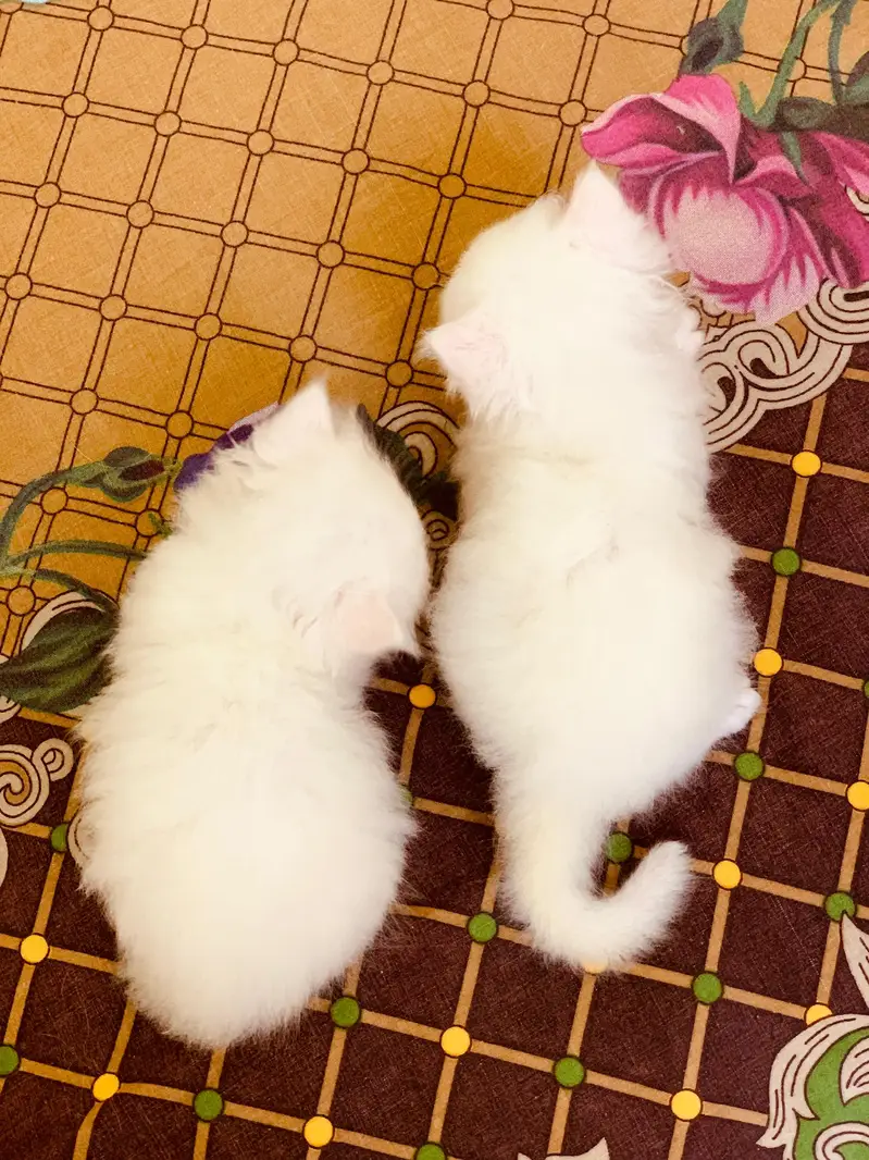 Pair of kittens triple coated — photo 5