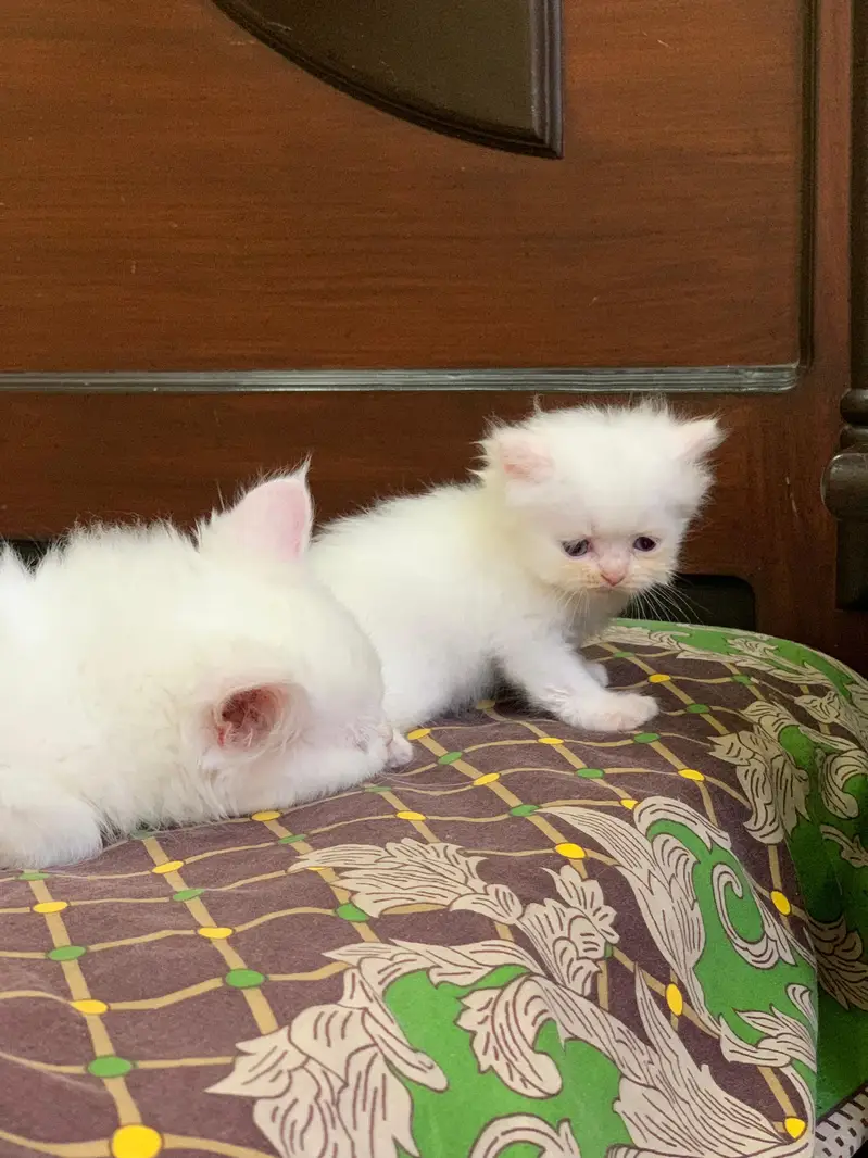Pair of kittens triple coated — photo 6