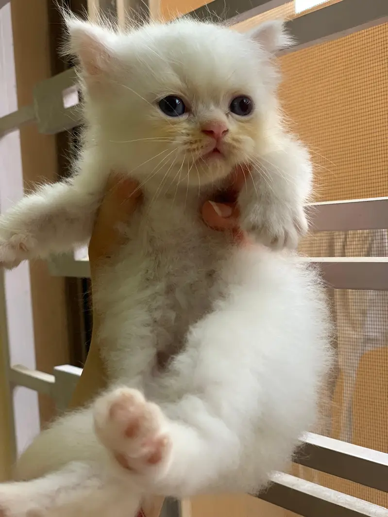 Pair of kittens triple coated — photo 7