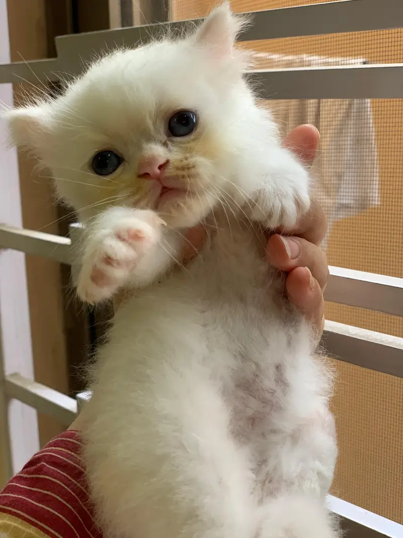 Pair of kittens triple coated — photo 8