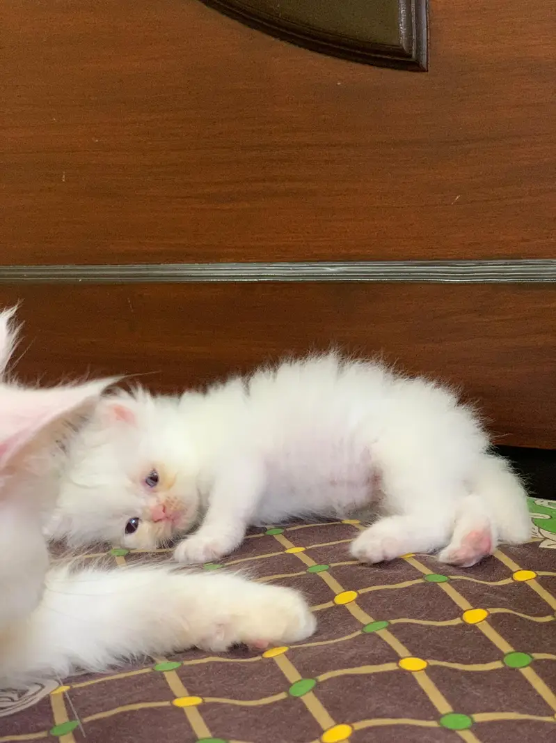 Pair of kittens triple coated — photo 9
