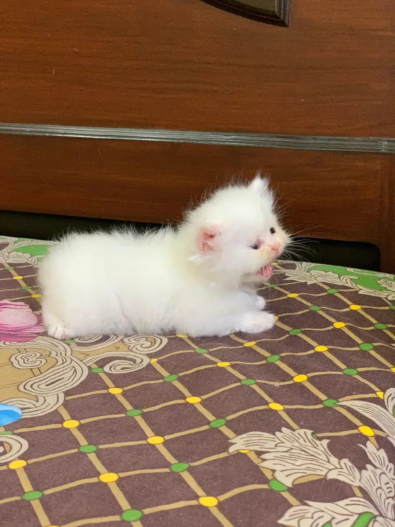 Pair of kittens triple coated — photo 10