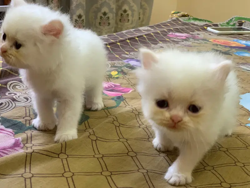 Pair of kittens triple coated — photo 11