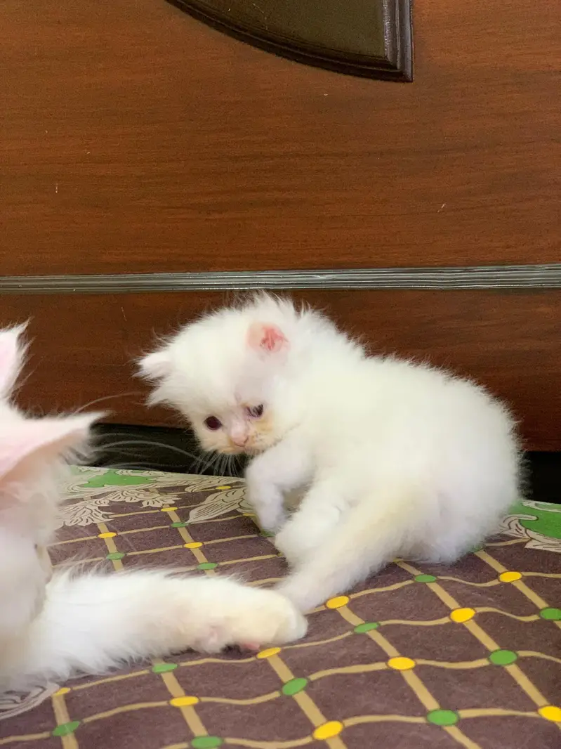 Pair of kittens triple coated — photo 12