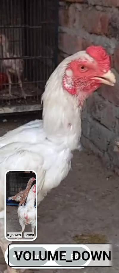HEERAAAAA.   ASEELLL.     PAIR