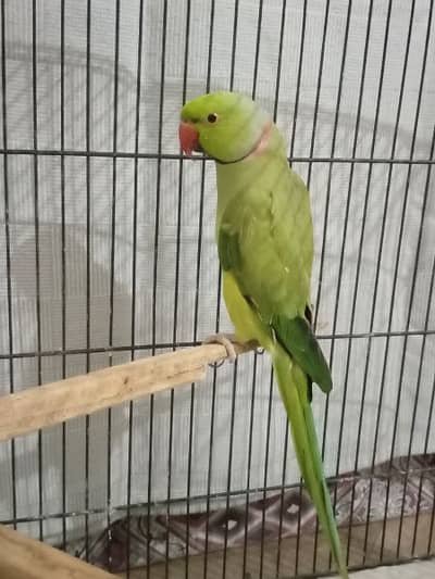 breeder male