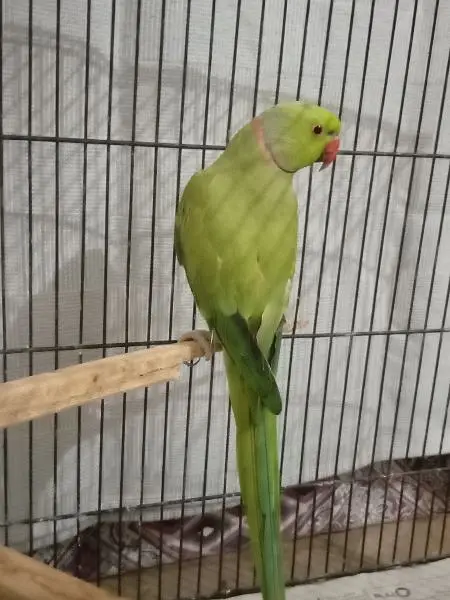 breeder male — photo 2
