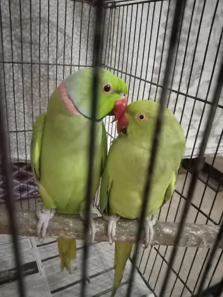 breeder male — photo 3
