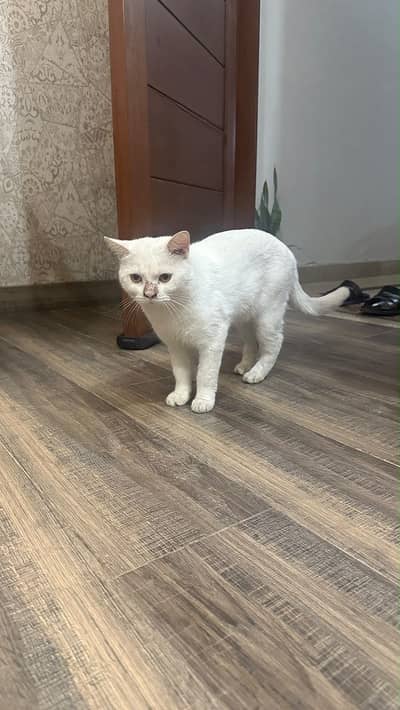 Persian cate available for adoption