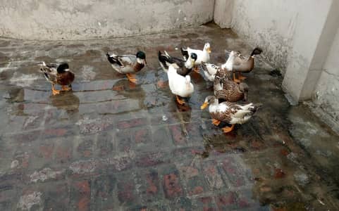 9 Healthy Ducks for Sale | 6 Months Old | Healthy And Active