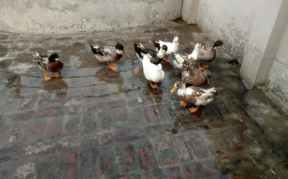 9 Healthy Ducks for Sale | 6 Months Old | Healthy And Active