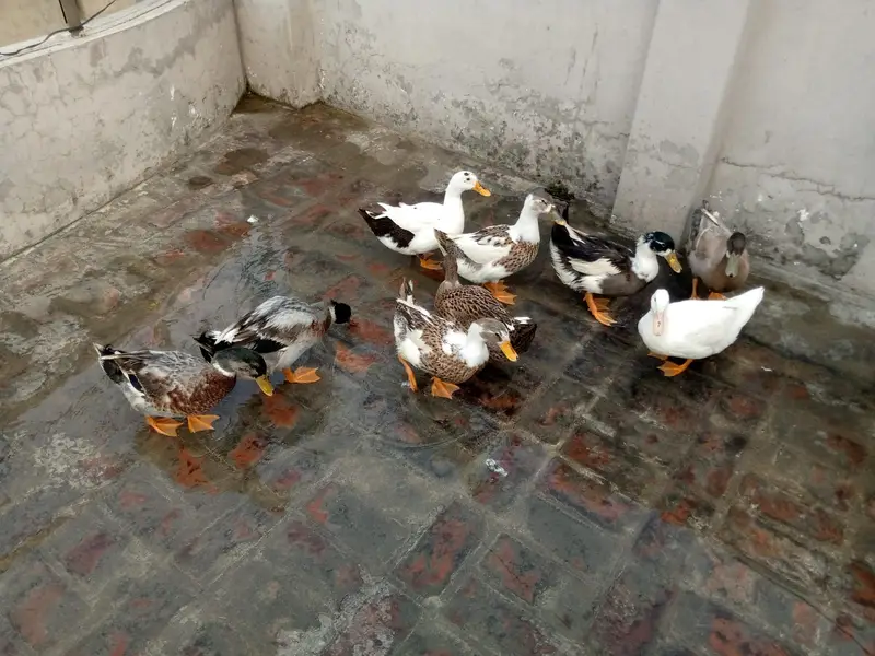 9 Healthy Ducks for Sale | 6 Months Old | Healthy And Active — photo 2